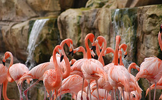 flamingo exhibit